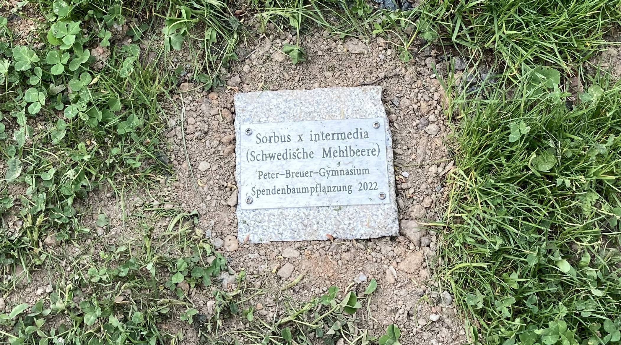 2205 baumpflanzung 06